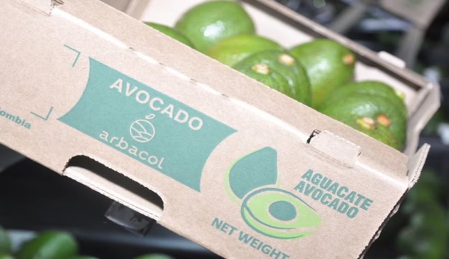 Palta sin pausa Danper integra cosecha de Colombia y Perú para abastecer Europa y Asia