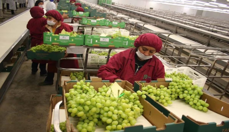 Perú superaría a Chile este año en agroexportaciones con envíos de US$ 10,194 millones