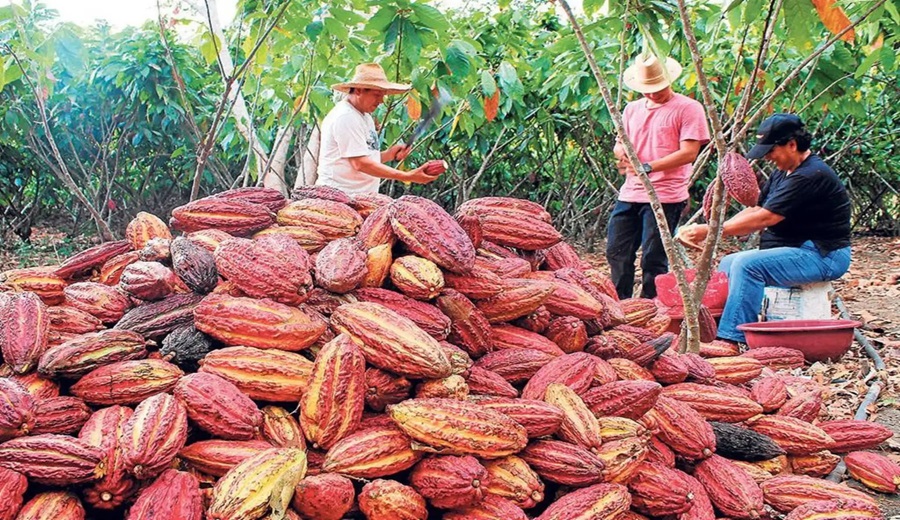 San Martín consolida sus exportaciones y logra récord de ingresos en lo que va del 2025
