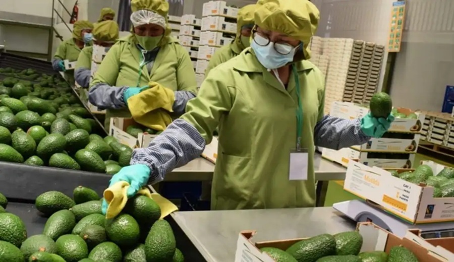 Agroexportaciones superan los 8.000 millones de dolares por mayores envíos de paltas, uvas y arándanos