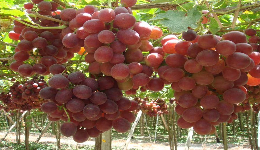 Agroindustrial Beta alista exportación de uva desde Piura estos son sus proyecciones