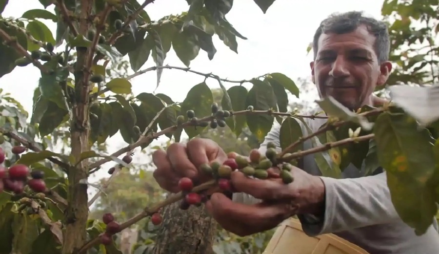 Chachapoyas distribuirán gratuitamente 10,000 tazas de café de origen Amazonas