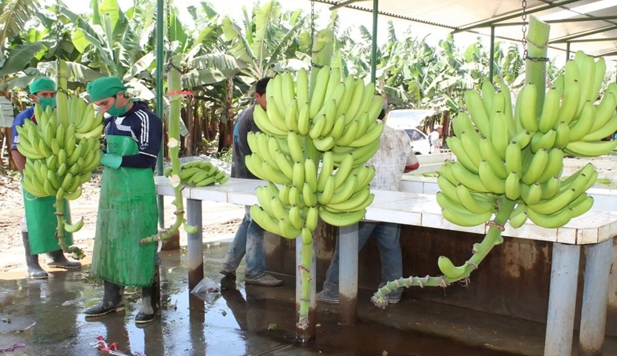 En los próximos meses se abrirá el mercado argentino para el banano orgánico peruano