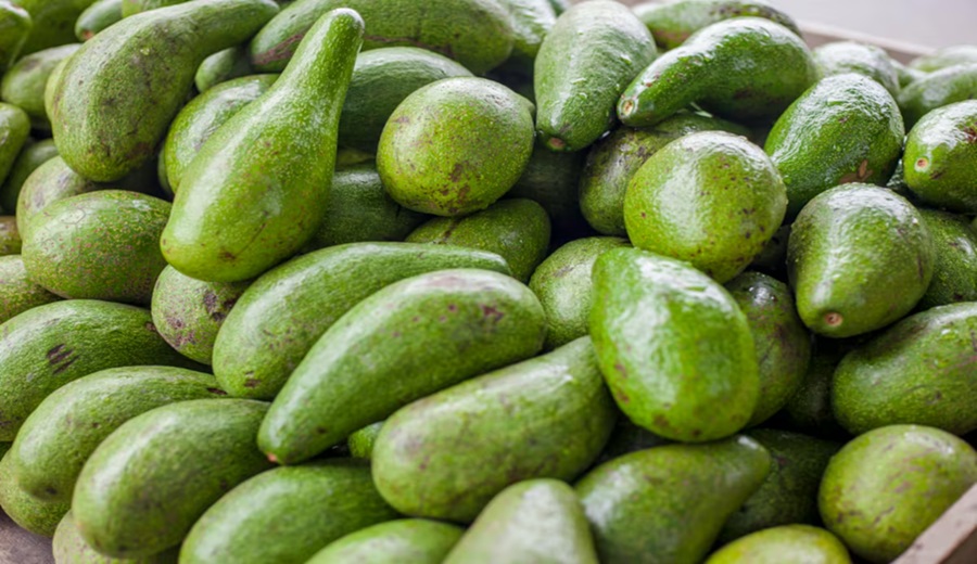 Envíos de palta se imponen dinámica a agosto prepara al Perú para récord al cierre del 2025