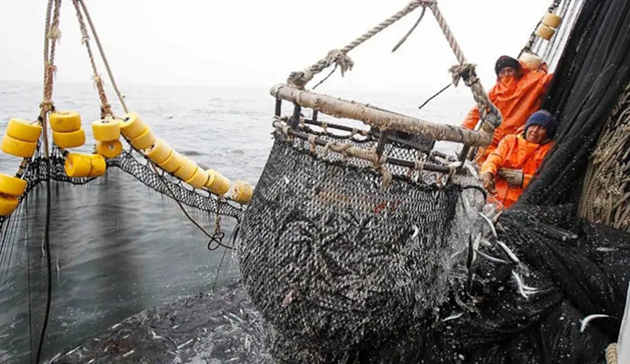 Gobierno perdona a la industria anchovetera y las libera del control de cuotas por condiciones anómalas del mar