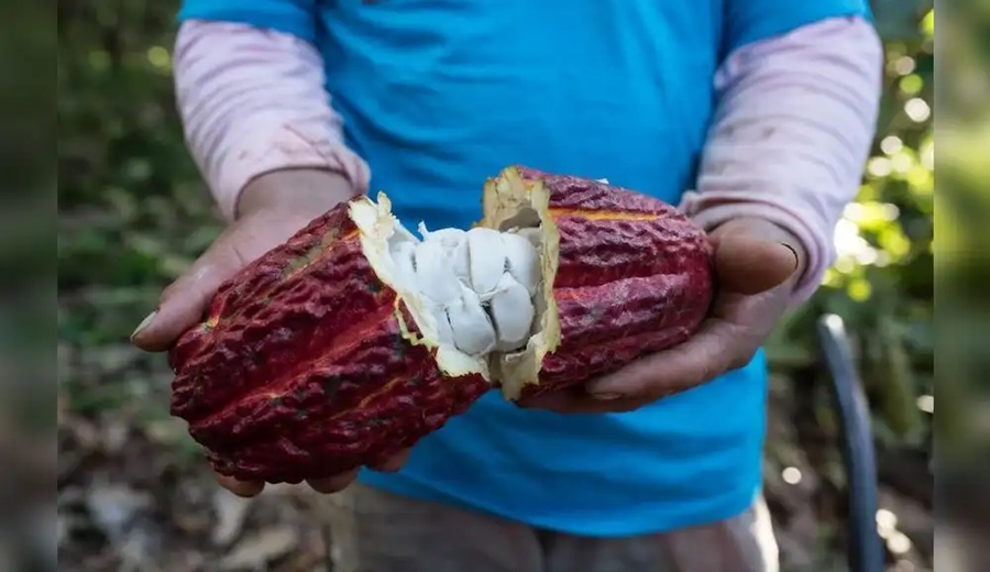Huánuco Precio del cacao cae a 16 soles tras bonanza de 40.00 soles por kilo