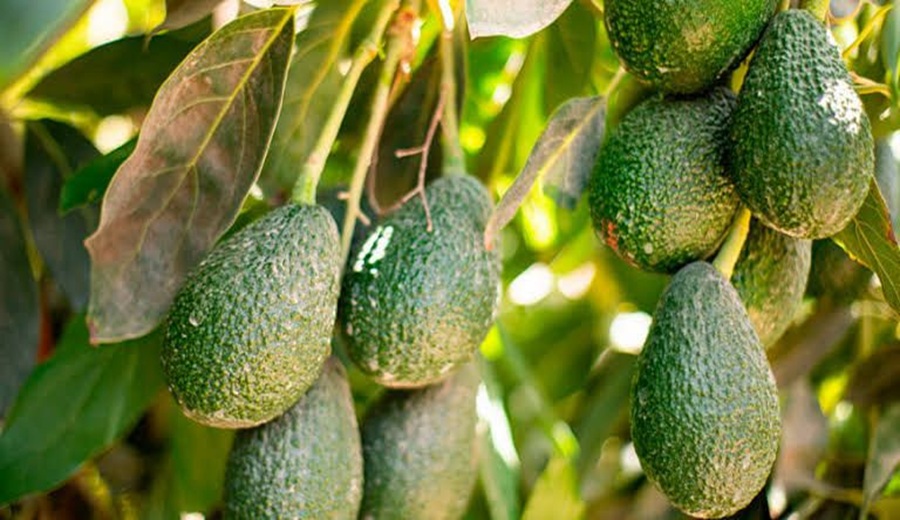 Hubo en los mercados mayoristas ofertas de zapallo, haba, limón, mango, palta, sandía y otros