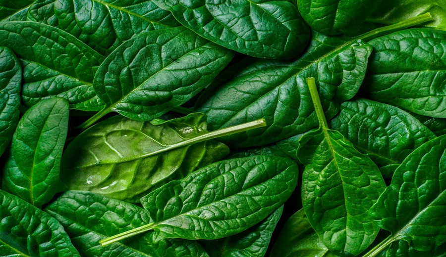 Inacal aprueba nueva norma técnica Peruana para la calidad de la Espinaca