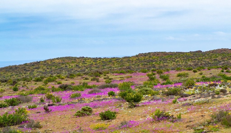 La flor del desierto que podría cambiar la agricultura científicos buscan copiar su resistencia al calor y la sequía