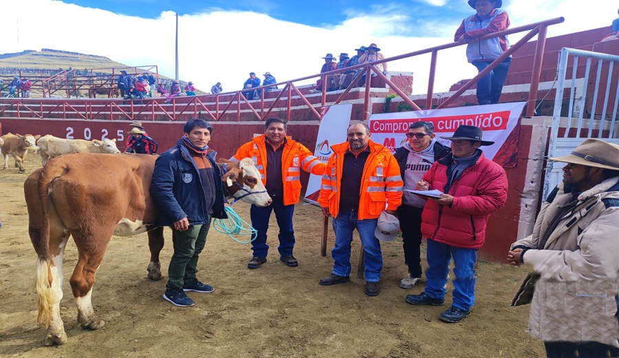 Las Bambas fortalece la ganadería en Tuntuma con nueva entrega de vacunos Fleckvieh