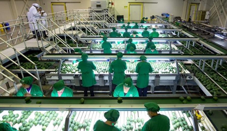 MIDAGRI Perú logra apertura del mercado de Filipinas para la exportación de palta Hass