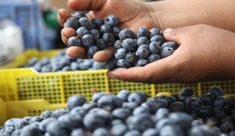 MIDAGRI Perú se consolida como el mayor exportador de arándanos del mundo