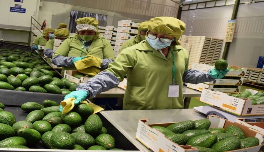 MIDAGRI Ventas por agroexportaciones superaron los 8,100 millones de dolares hasta agosto de 2025
