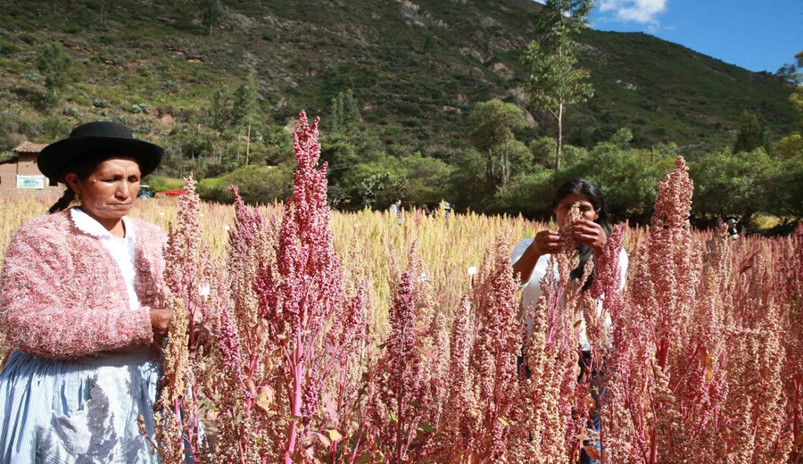 MIDAGRI fortalece las cadenas productivas para mejorar la alimentación de miles de familias peruanas