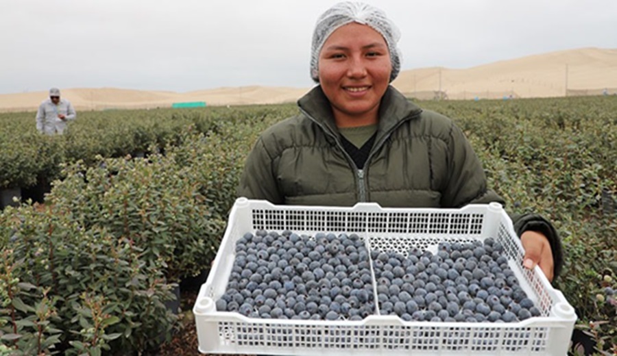 MIDAGRI sigue generando oportunidades comerciales con 25 nuevos accesos para productos agropecuarios peruanos