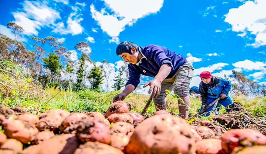 Menor carga tributaria y reintegro de IGV el nuevo marco dinamizará la agroindustria