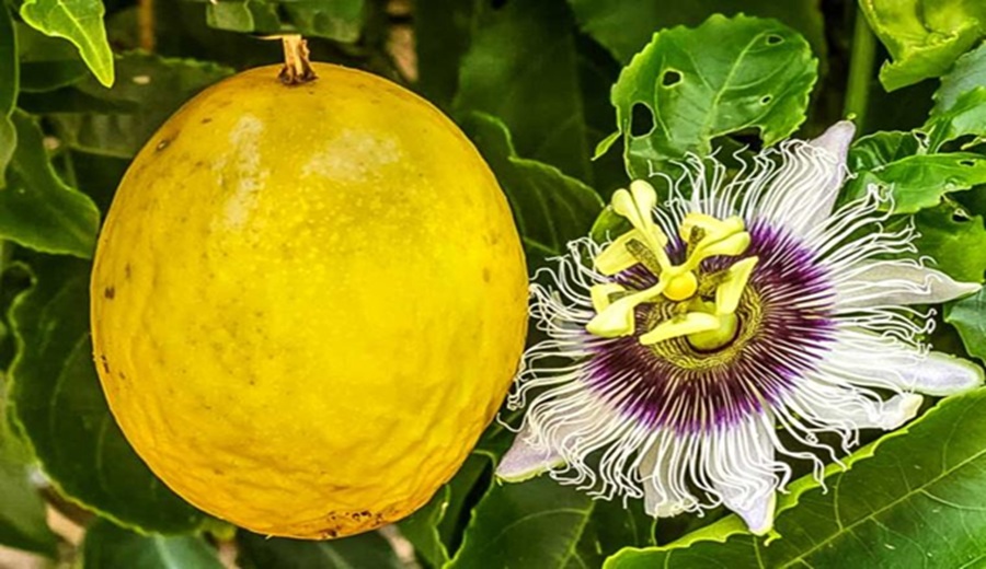 Midagri organizará Encuentro Comercial de Productores de Maracuyá en Cañete