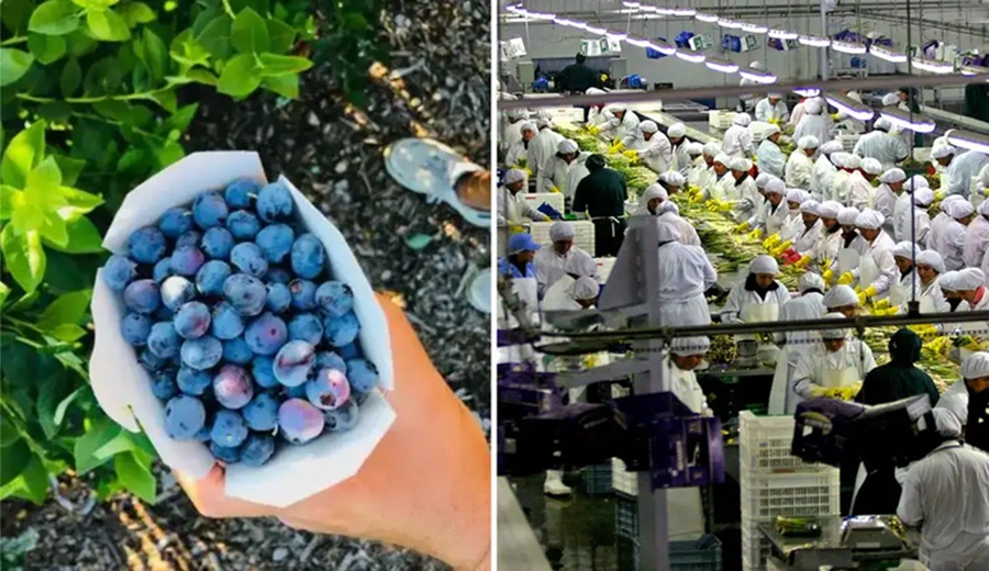 Agroexportaciones peruanas crecerán en un 11%, superando a Chile en 2025, según informe del Midagri: ¿qué productos nacionales destacaron?