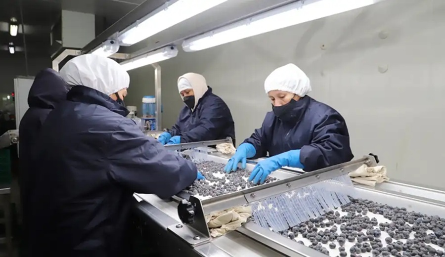 Arándano peruano despierta el interés de Japón y busca quitarle terreno a Chile y México