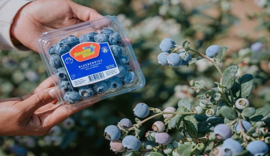 Arándanos peruanos ASF eleva compras de Perú por mayor demanda en EE.UU y Canadá