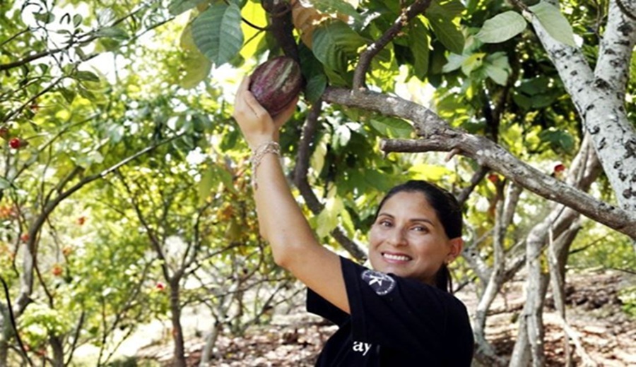 Cacao Perú y Suiza impulsarán producción sostenible