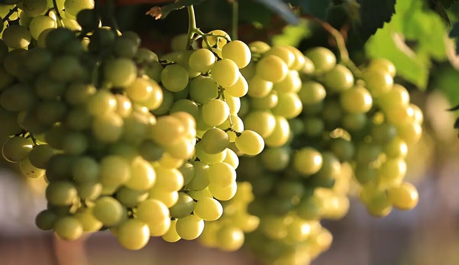 Divine Flavor refuerza abastecimiento de uvas de Perú para Acción de Gracias en EE.UU.