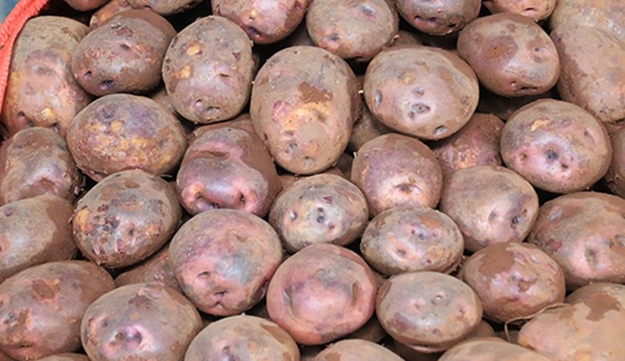 En los mercados mayoristas hubo ofertas de papa, tomate, zanahoria, mango, manzana, piña y otros