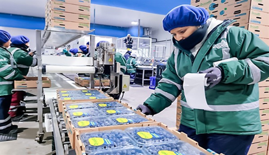 Exportaciones de arándanos crecieron 25.5%