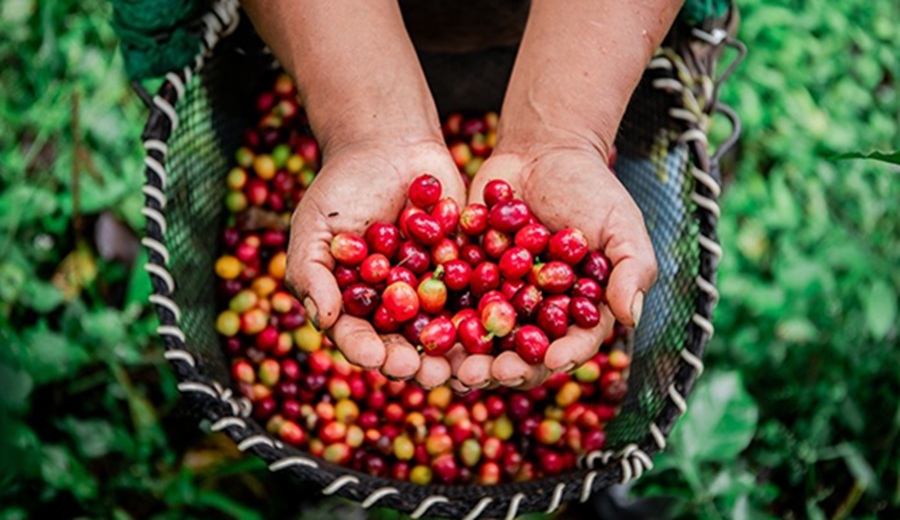 Gobierno pone en marcha proyectos de café y cacao para beneficio de más de 8 mil productores del Vraem