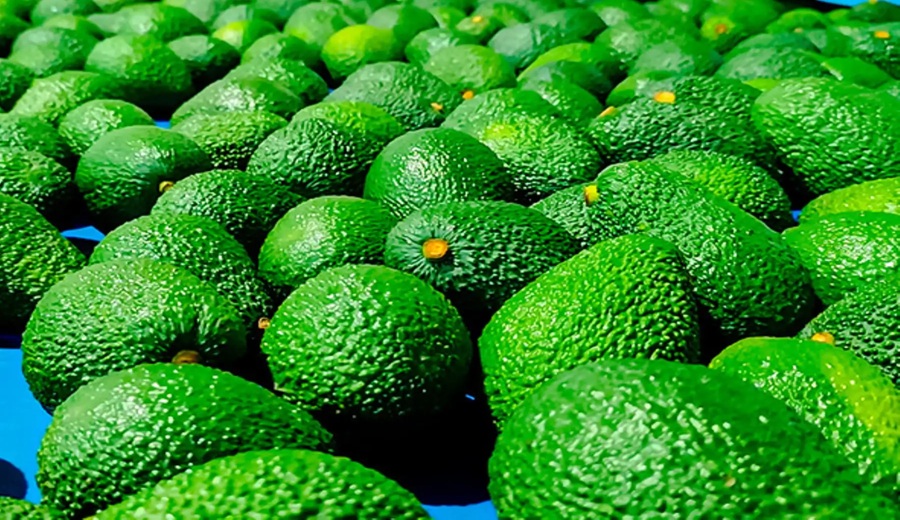 INEI producción de palta aumentó 112.9% en setiembre
