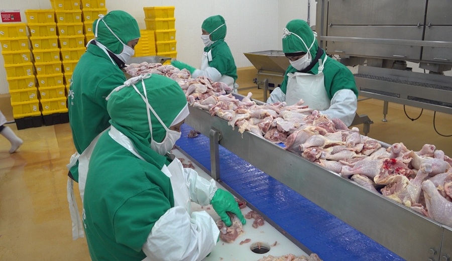 MIDAGRI Perú afianza sus exportaciones de carne de aves con nuevos establecimientos autorizados