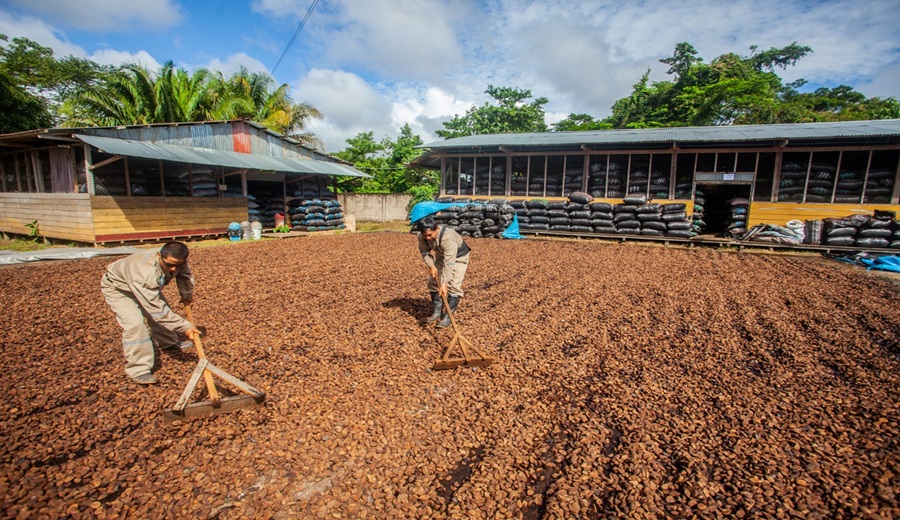 MIDAGRI Perú logra su primer envío de castaña a China