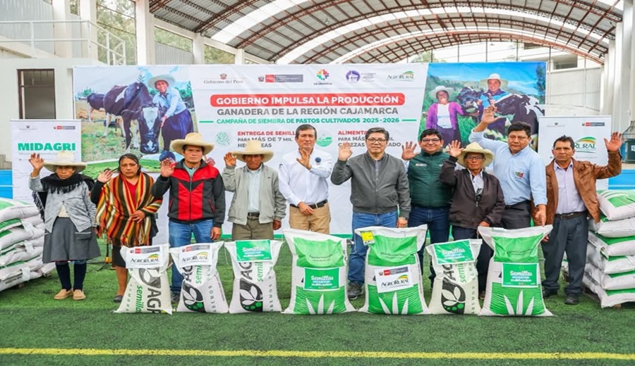 MIDAGRI entrega semillas de pastos mejorados para impulsar la ganadería en Cajamarca