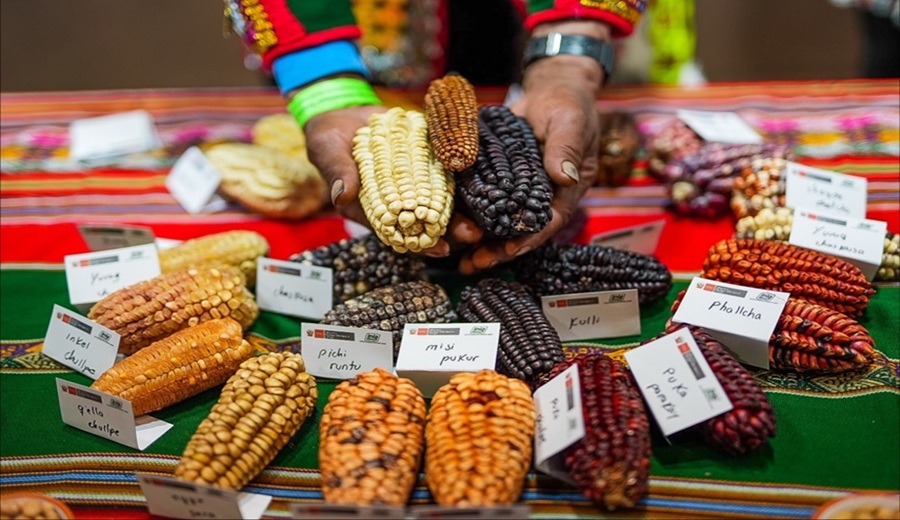 MIDAGRI exhibe al mundo su mayor tesoro genético en la Exposición Internacional Semillas del Peru