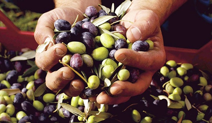 MIDAGRI sector agropecuario creció 12,1% en setiembre, mostrando un crecimiento sólido a favor de la agricultura familiar