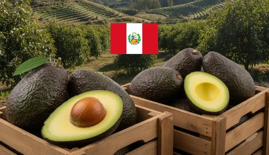 Palta peruana rompe récord en 2025 y se convierte en la fruta más exportada con US$1.452 millones