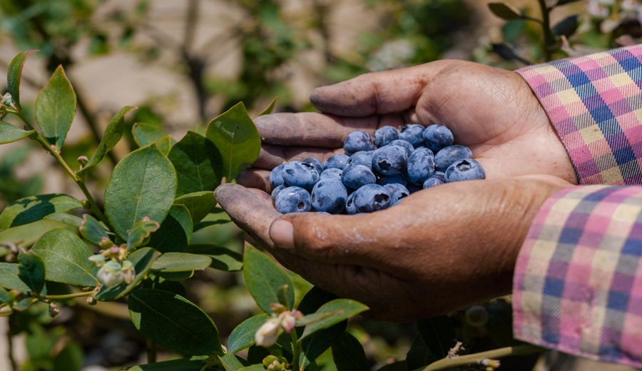 Perú inicia nueva temporada de exportación de arándanos reafirmando su liderazgo mundial