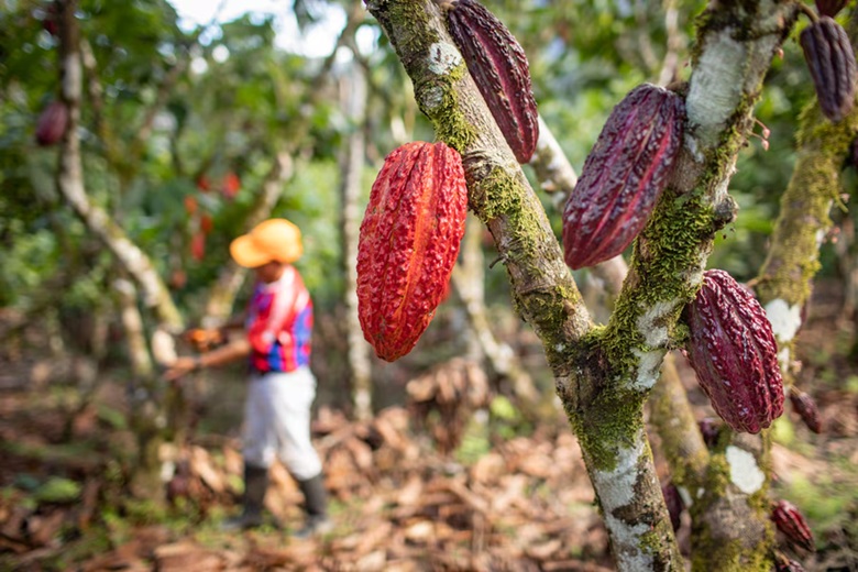 Suiza y San Martín impulsan producción del cacao que demanda Europa