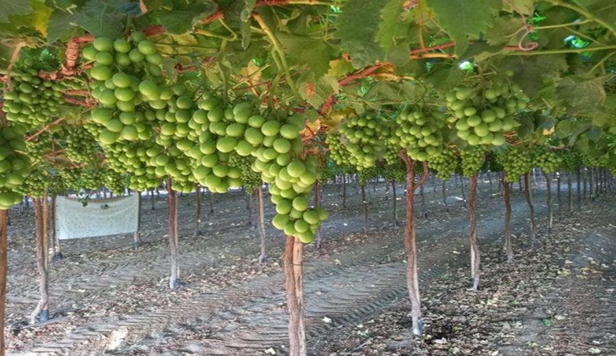 Talsa se expande en Ica proyecta 500 hectáreas de uvas pese a aranceles en EE.UU.