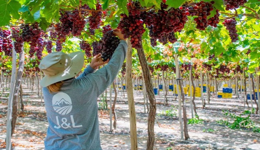 Uva peruana J&L refuerza presencia en Europa y busca retomar envíos a EE.UU. en 2026