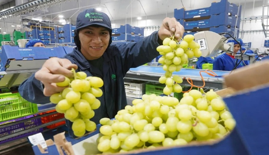 Uva peruana acelera su ritmo y rompe techo histórico