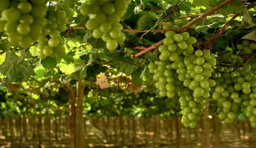 Uvas peruanas rumbo a EE.UU. y Europa se reabre espacio tras saturación en mercados clave