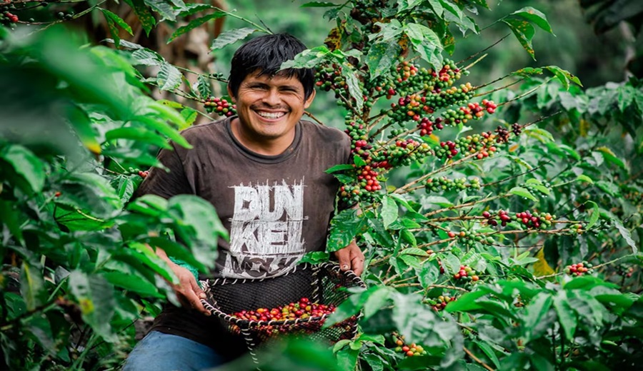 15 regiones en la carrera por ser la “estrella” de la agroexportación