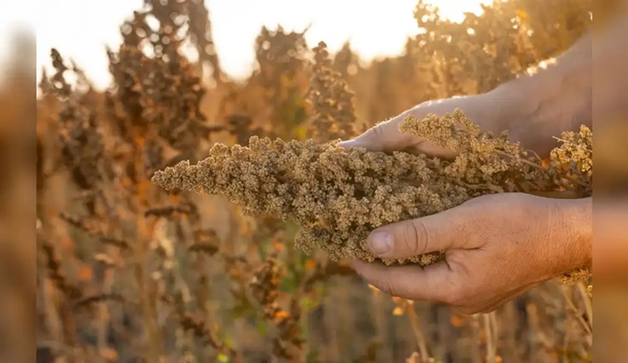 ADEX propone exonerar del IGV a la quinua, kiwicha y cañihua para impulsar consumo y combatir la desnutrición