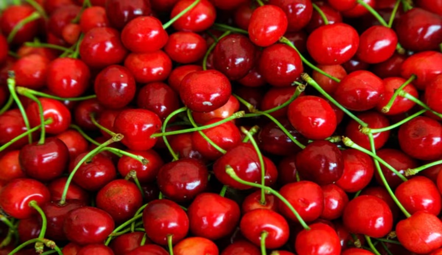 Agrícola Pampa Baja mira negocio de cerezas el proyecto y nuevas opciones en Majes y Olmos