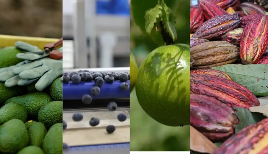 Agroexportaciones peruanas crecen 20,4% entre enero y octubre de 2025