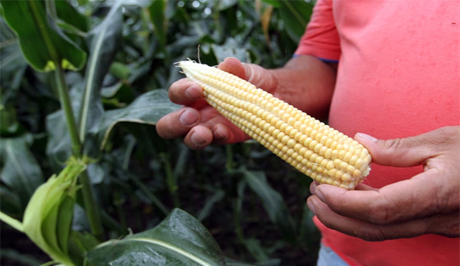 Argentina espera un mayor ingreso de divisas por campaña agrícola que se perfila récord