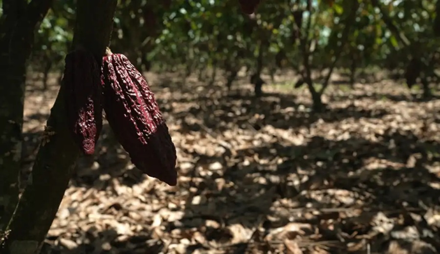 Cacao peruano: precios sobre los US$5.000, mayor demanda y el reto de producir sin deforestar