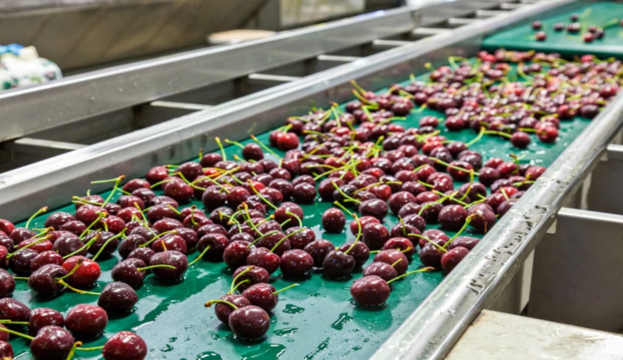 Cerezas en Chile Camposol crece en cosecha temprana y apunta a China y EE.UU.