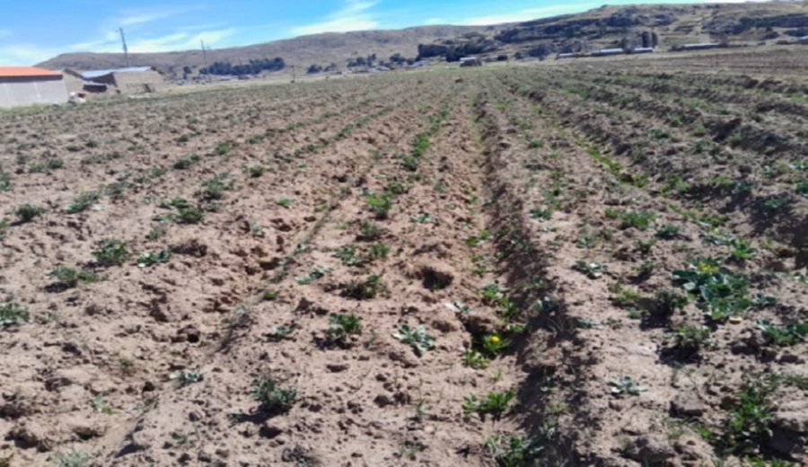Condiciones ambientales en la Sierra incidirán en desarrollo de campaña agrícola 2025-2026